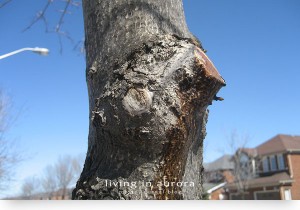 Bleeding Maple Tree, Town of Aurora, March 2011