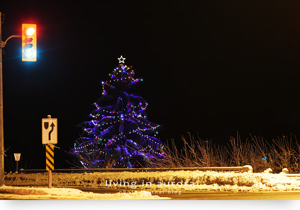 Christmas Tree, St. John's sideroad, Aurora