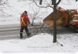 Tree Trimming, Town of Aurora, January 2011